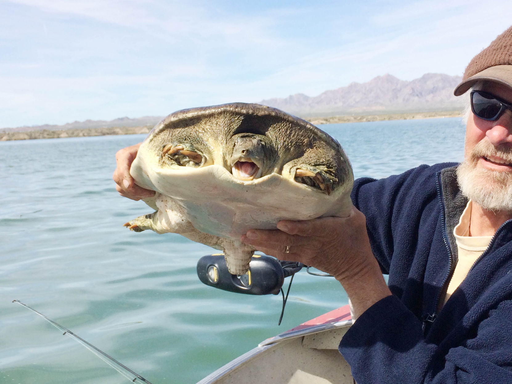 Spiny softshell turtle